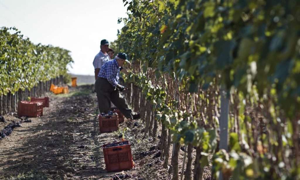 Ottima vendemmia per la Cantina Vignaioli del Morellino di Scansano grazie a SOS Wine morellino di scansano