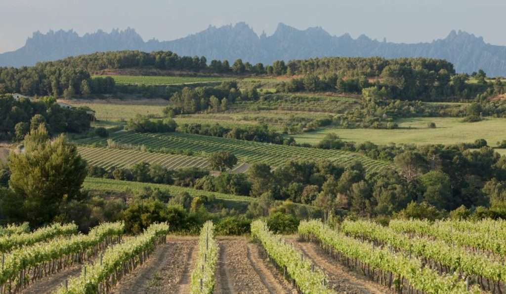 È catalana la prima denominazione al mondo 100% biologica PENEDES
