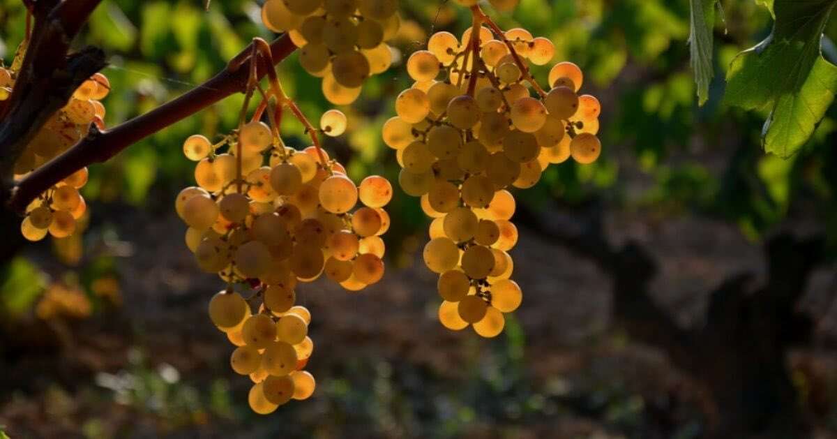 È catalana la prima denominazione al mondo 100% biologica 1 Xarel lo1