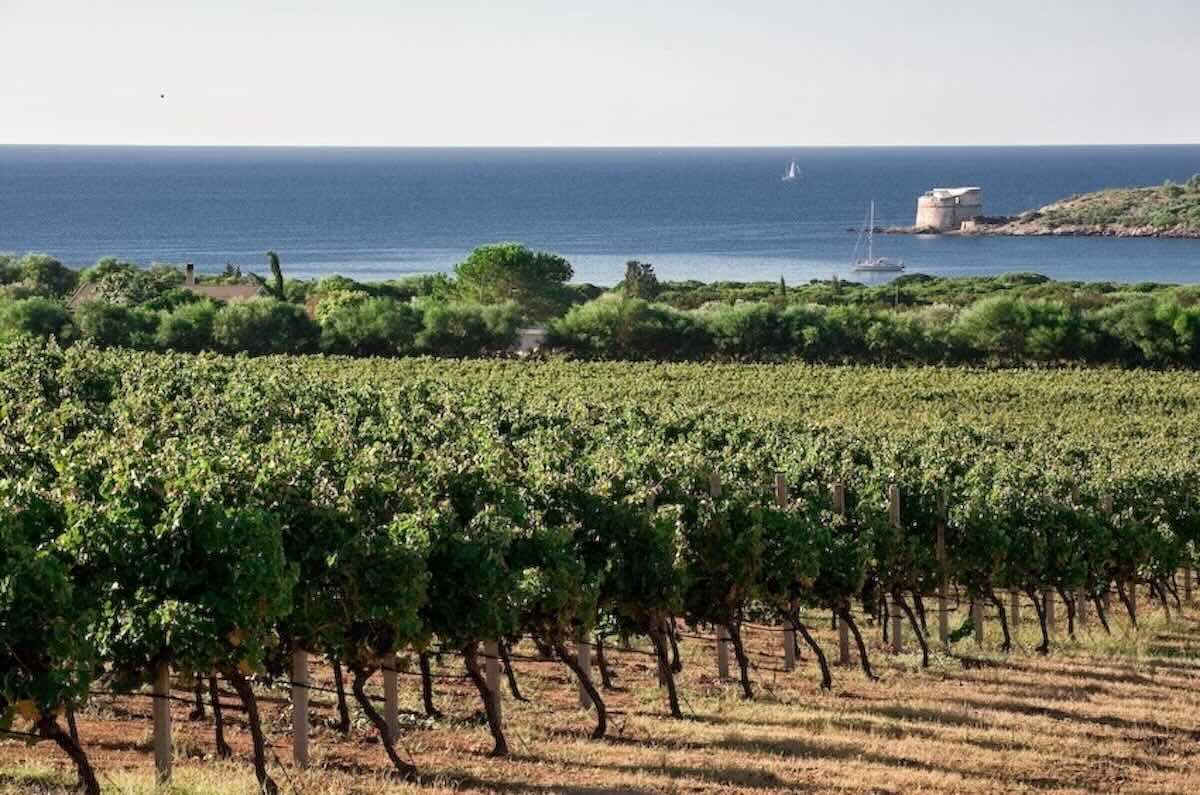 Al via la 2^ edizione di "La Sardegna di Vinodabere", l'evento dedicato alle eccellenze vitivinicole sarde 1 sardegna