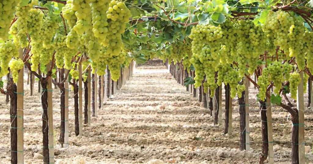 Congresso nazionale dedicato all’uva da tavola tra ricerca e mercati in crescita uva da tavola