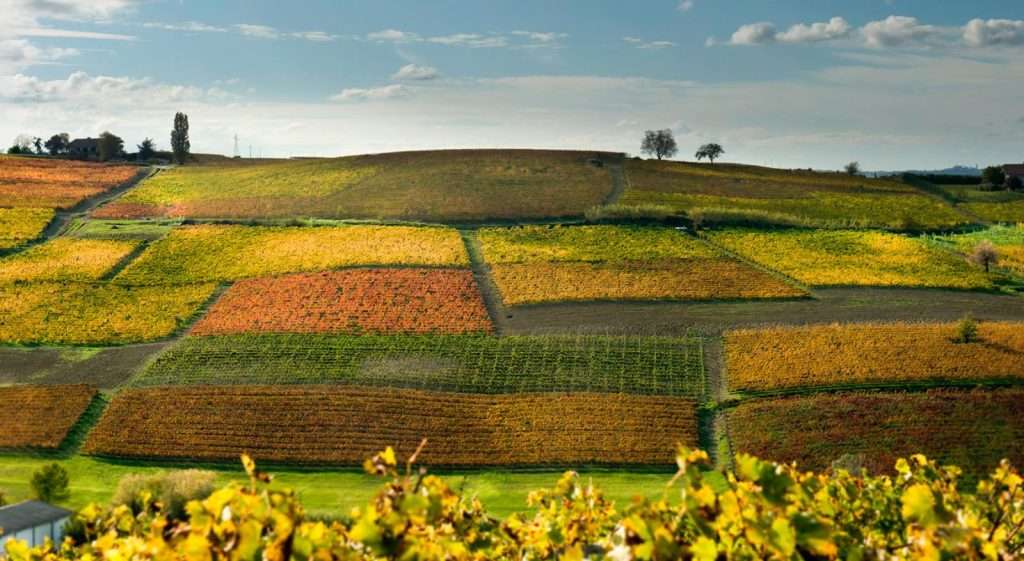 I produttori dell’Alta Langa protagonisti a Roma con il loro metodo classico vigneti alta langa spumante metodo classico 1600x877 1