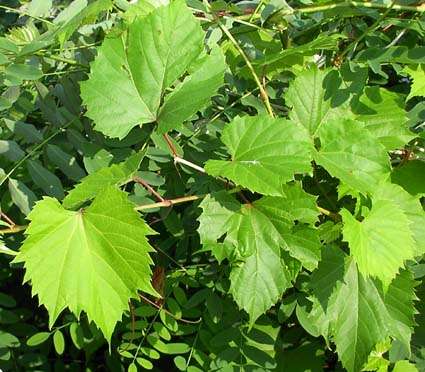 L’addomesticazione della vite solo primaria? Almeno in Portogallo sembra proprio di no vitis sylvestris