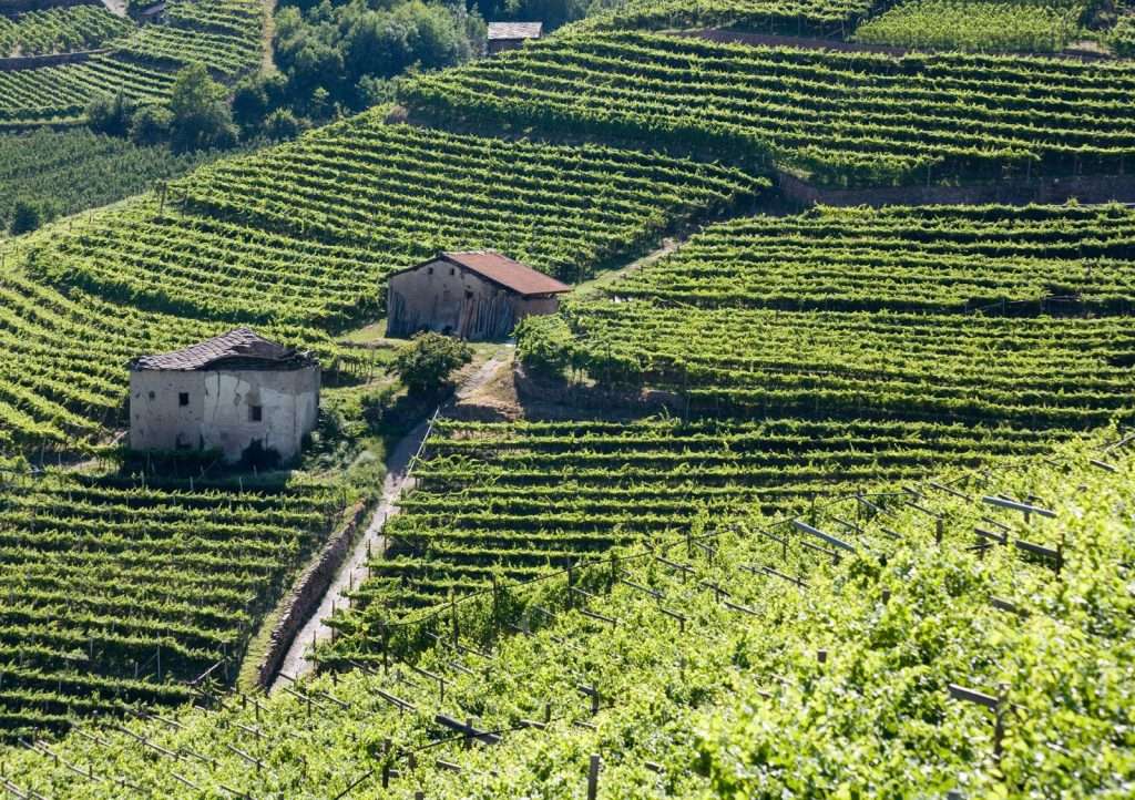 A Cembra Lisignago torna l’evento dedicato al Müller Thurgau con degustazioni e premi Val di Cembra lr