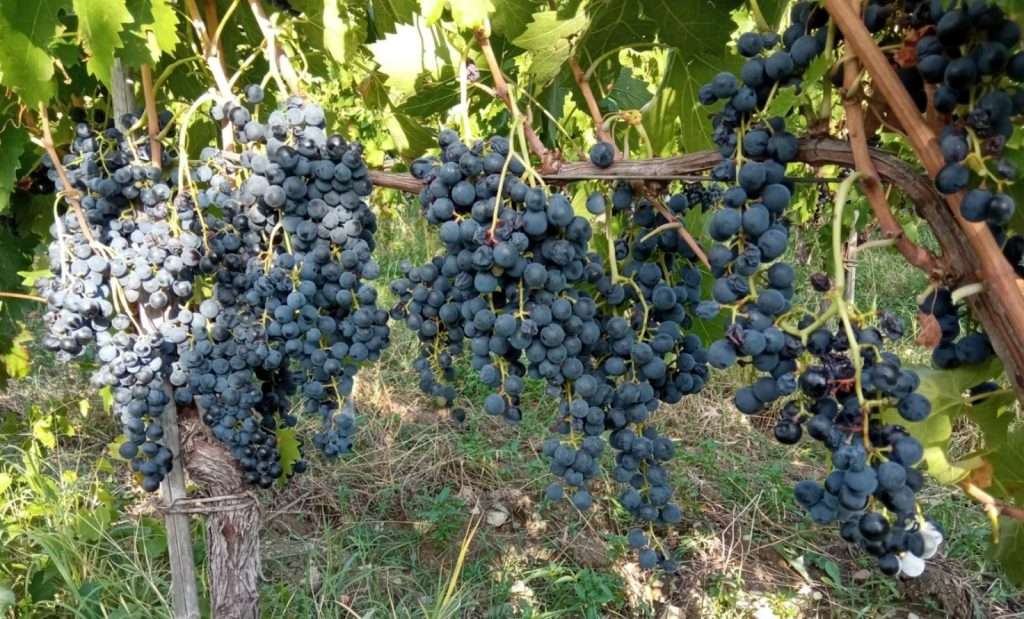 Aglianicone cilentano: vitigno risorto dalle ceneri aglianicone