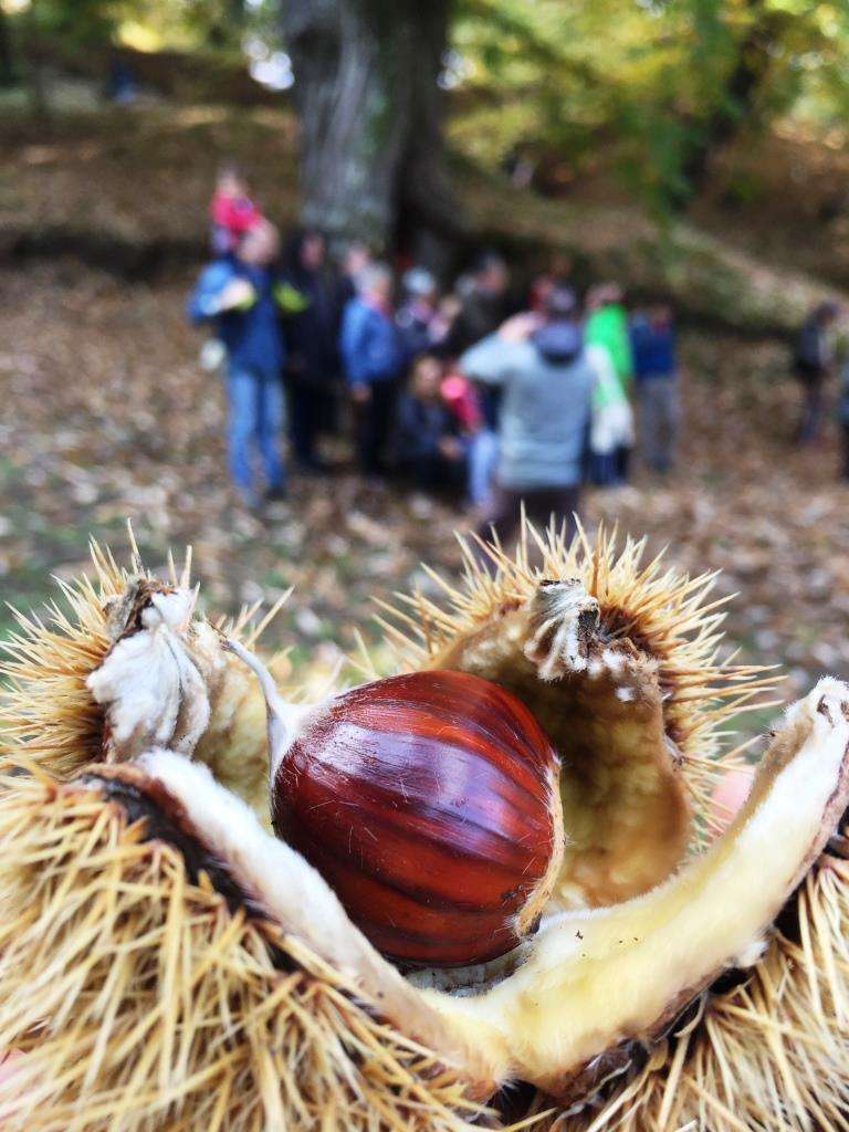 DiVinOttobre24 FototecaStradaVinoSaporiTrentino PhLCampolongo