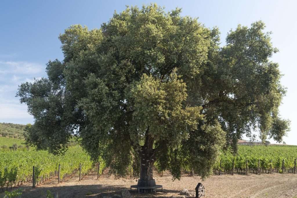 Arriva a Monteverro Arte&Vino 2024 unnamed 4