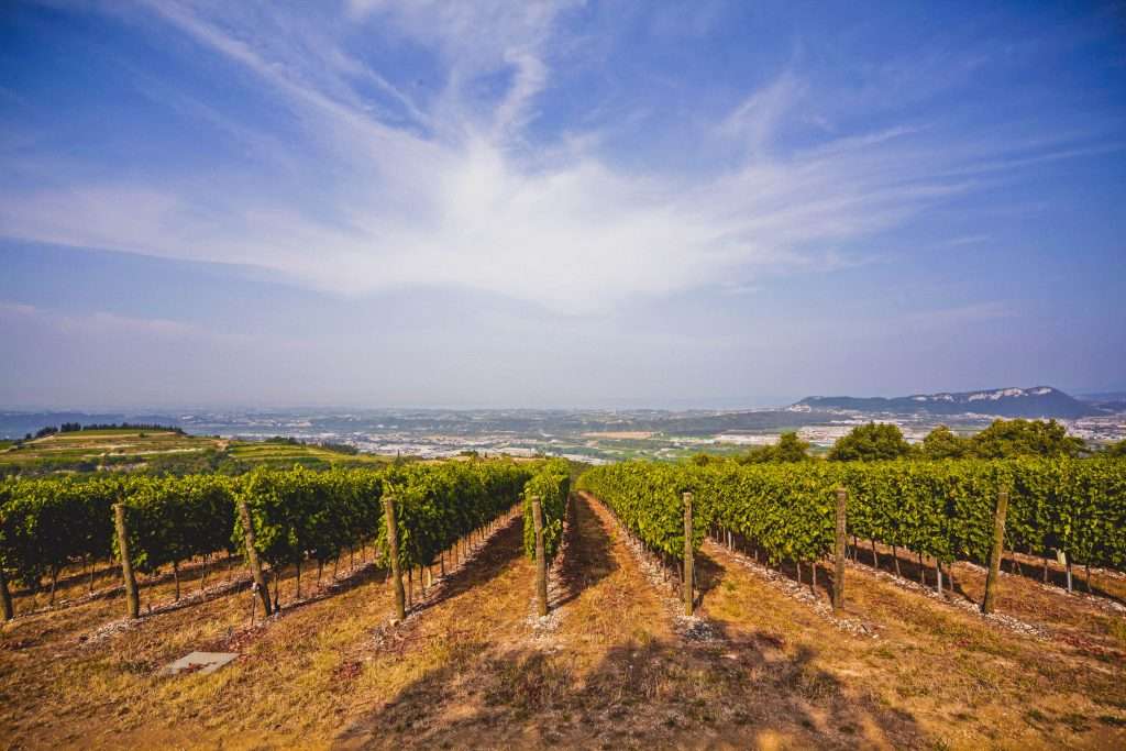 The Grand Wine Tour, la prima associazione italiana di cantine unite nella valorizzazione dell’enoturismo, ha un nuovo direttivo TGWT vigneti