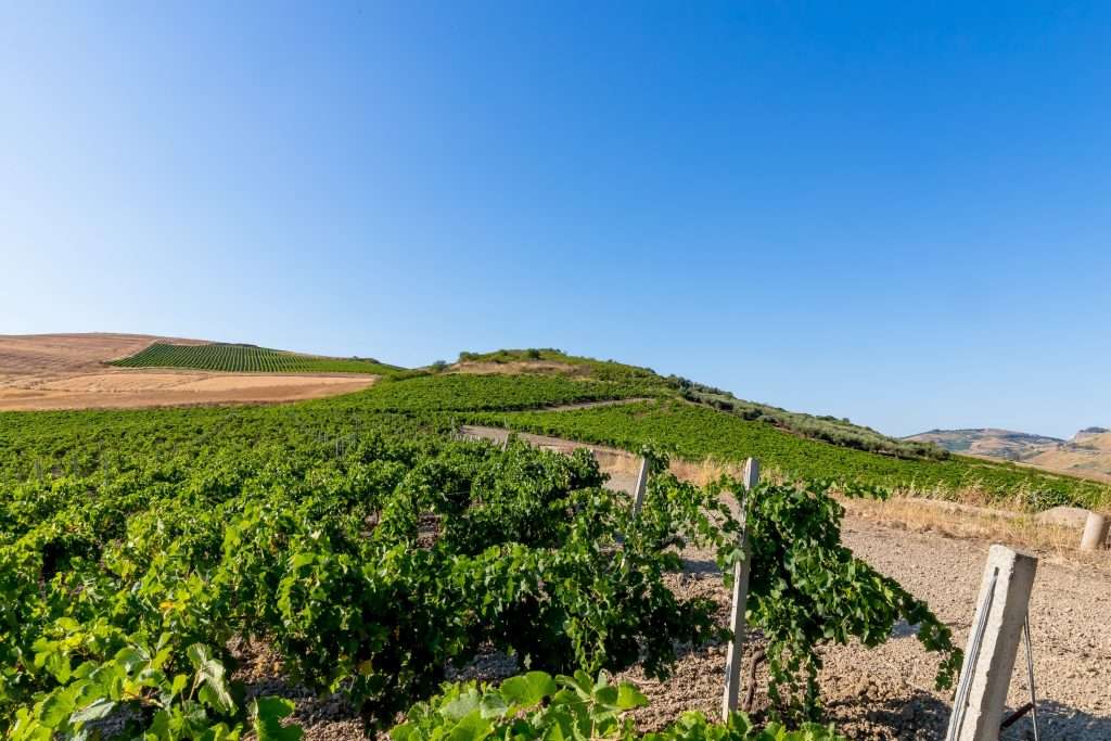 L’azienda siciliana bio Vini Vaccaro di Salaparuta conquista due medaglie d’oro al 34° Grand International Wine Award Mundus Vini 2024 Vaccaro I vigneti