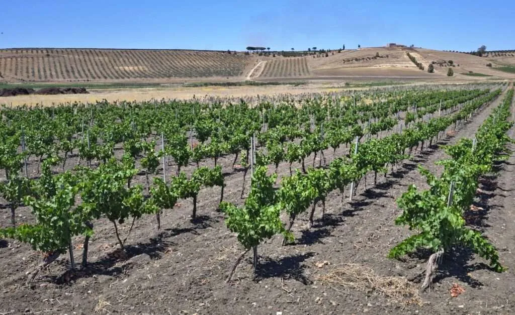 La Sicilia senz’acqua, vendemmia anticipata e qualità salvata in extremis Vigneto in forte stress idrico Marsala Ph GA Manzo 1024x627 1