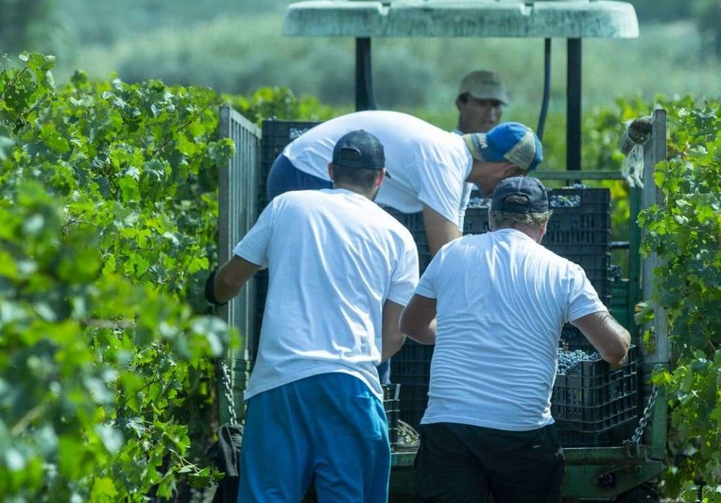 Al G7 di Siracusa si parla di vino siciliano raccoltavigne ColombaBianca 2 e1727421879567