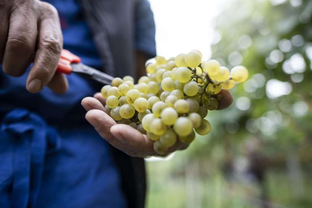 Al via la vendemmia in Alto Adige: “Uve sane e di alta qualità” unnamed
