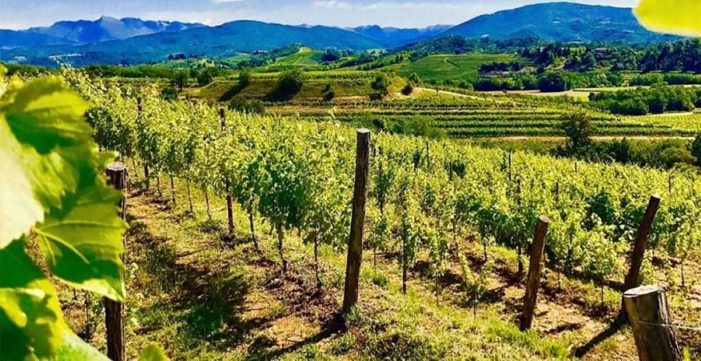 Vignaioli Contrari 2025: vino artigianale protagonista alla nona edizione 965 VignaioliSpecogna 1