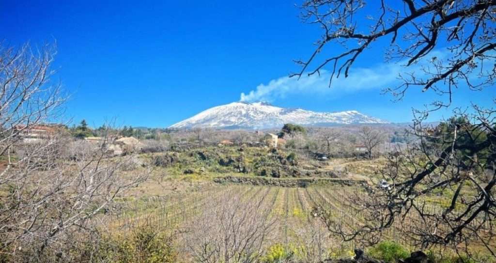 Consorzio Etna doc: eletto il nuovo Consiglio di Amministrazione Etnadoc vigne