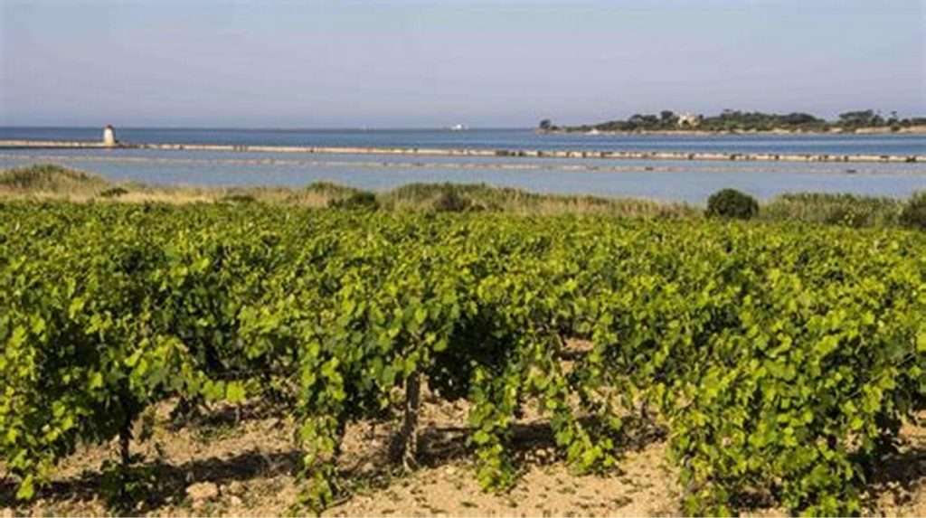 I mercati scandinavi conquistati da SOStain un marchio siciliano vigneto