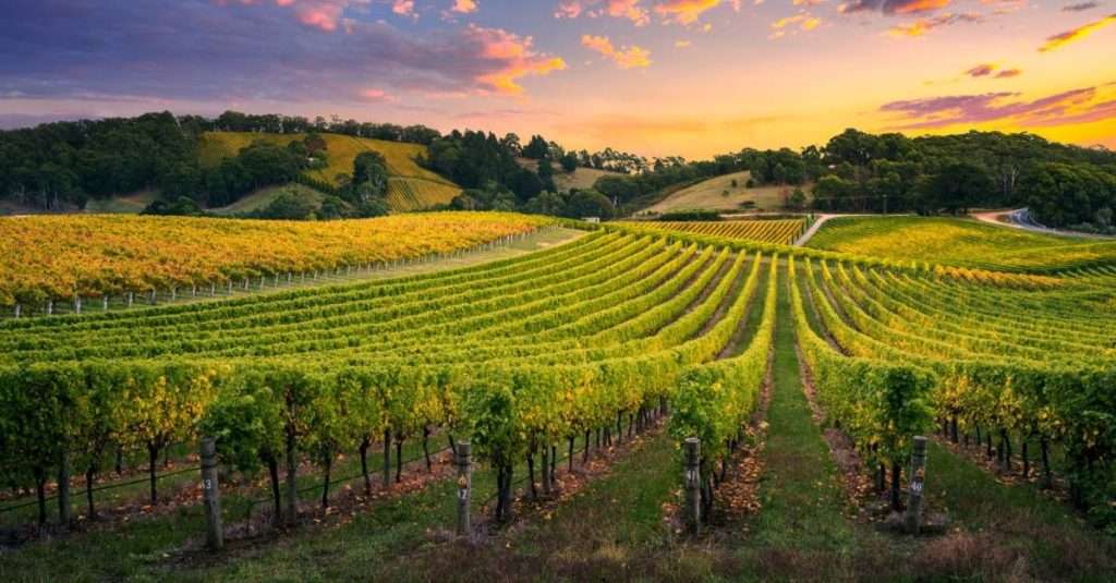 vineyard