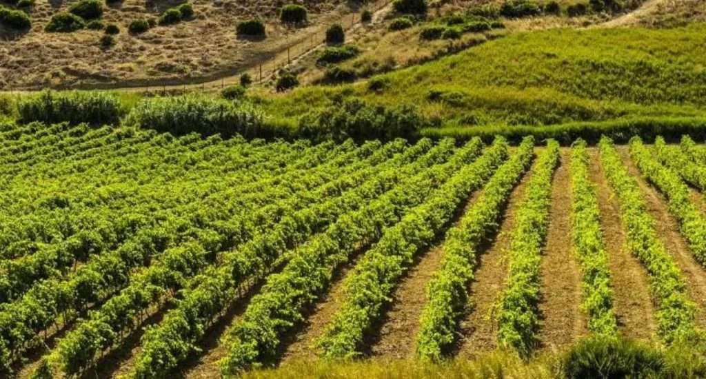 White Wine Identity: Cantine Settesoli capofila dell’innovazione nel vino bianco siciliano Cantine Settesoli