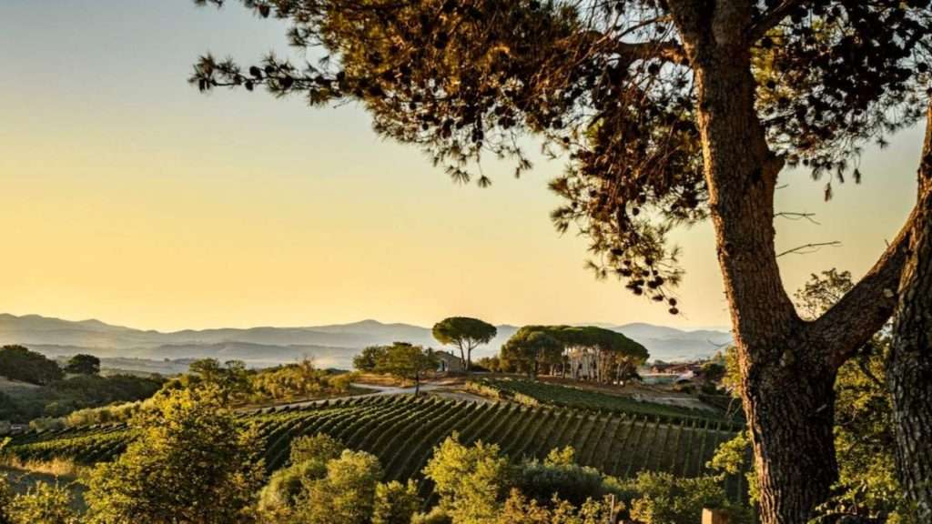 Tenuta Il Quinto lancia il nuovo bianco toscano con radici del Sud Tenuta Il Quinto