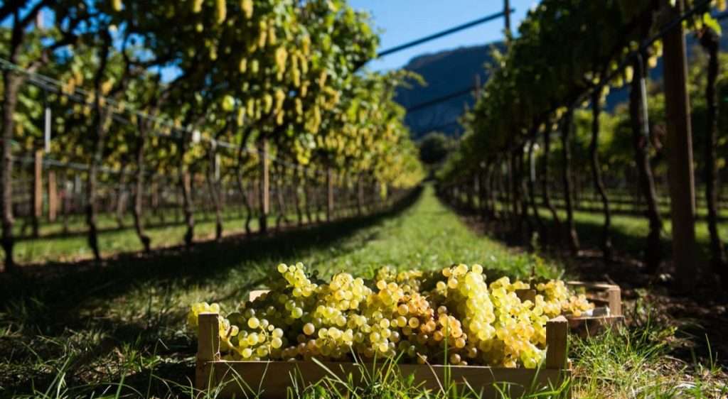 La quindicesima edizione di DiVinNosiola celebra l’eccellenza del vino Trentino nosiola