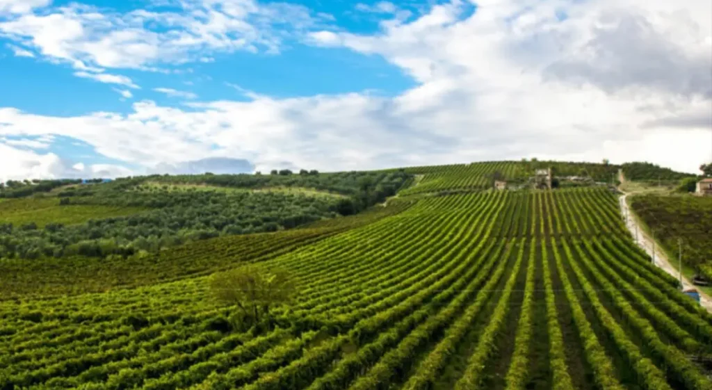 Sannio Wines Academy: aperte le iscrizioni ai corsi di formazione su vino e territorio sannio vigneti e1741189418708