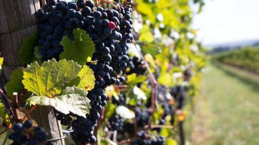 Vitigni dimenticati, Demeter ridà vita ai vitigni antichi uva