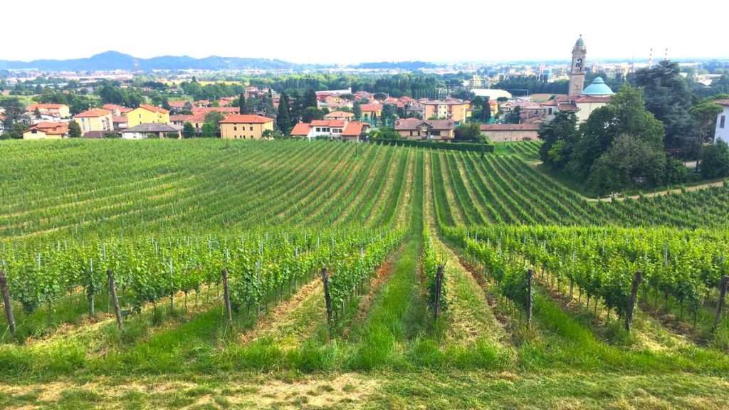Evviva Valcalepio, la festa del vino e del territorio bergamasco in 3 giorni imperdibili vigneti della Doc Valcalepio